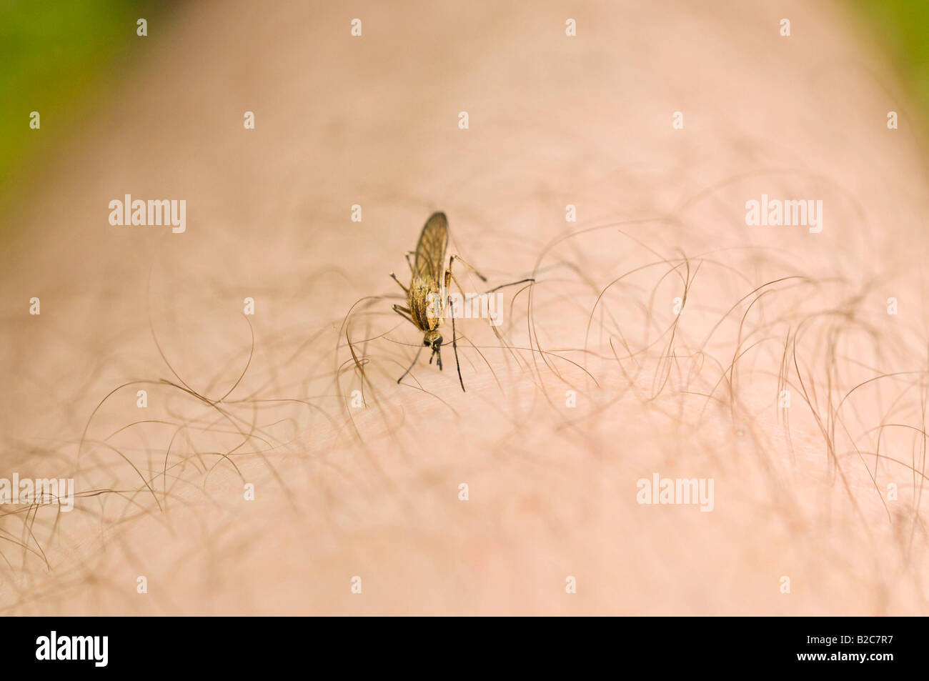 Common House Mosquito (Culex pipiens), on a leg Stock Photo