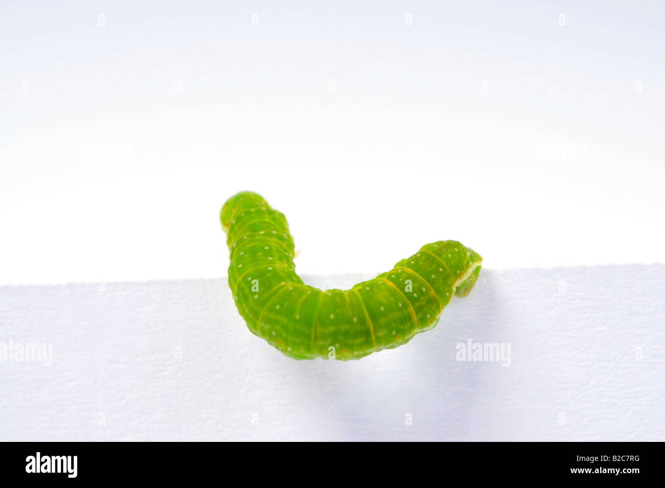 Geometrid Caterpillar (Geometridae) Stock Photo