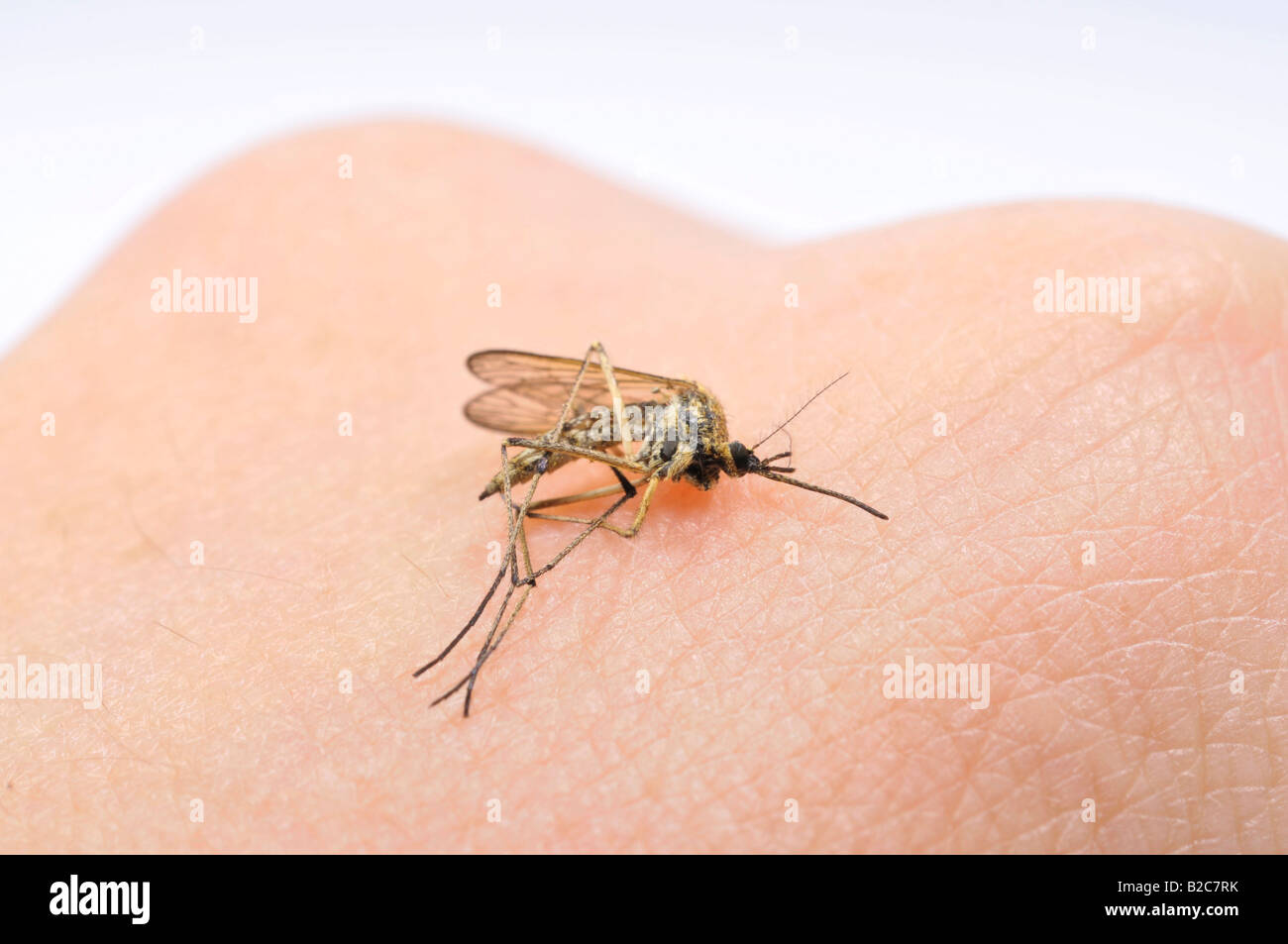Dead Common House Mosquito (Culex pipiens) on a hand Stock Photo