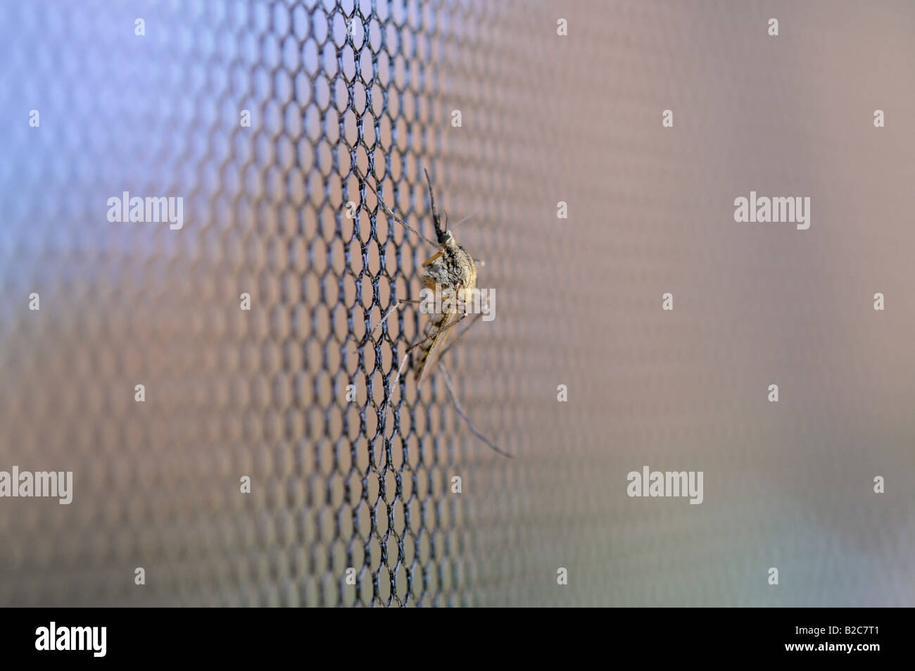 Common House Mosquito (Culex pipiens), on an insect protective grid Stock Photo