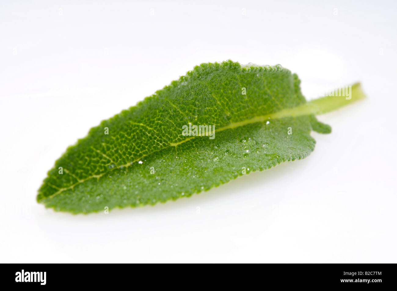 Common Sage (Salvia officinalis) Stock Photo