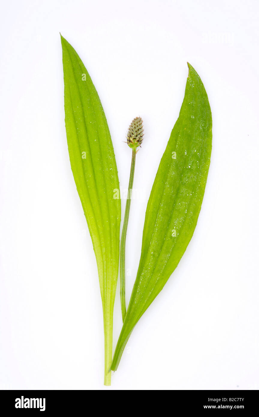 Ribwort Plantain (Plantago lanceolata) Stock Photo