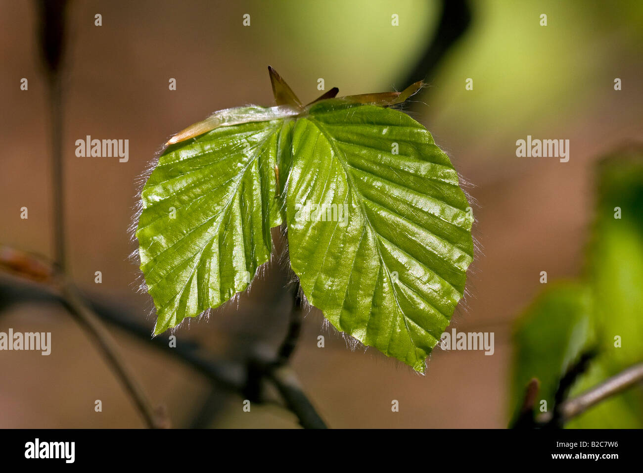 Spring foliage of the European Beech or Common Beech (Fagus sylvatica) in a beech forest, Schleswig-Holstein, Germany, Europe Stock Photo