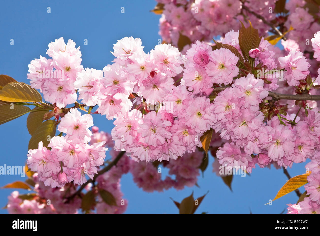 Spring blossoms of a Japanese Cherry tree (Prunus serrulata 'Kanzan'), Schleswig-Holstein, Germany, Europe Stock Photo