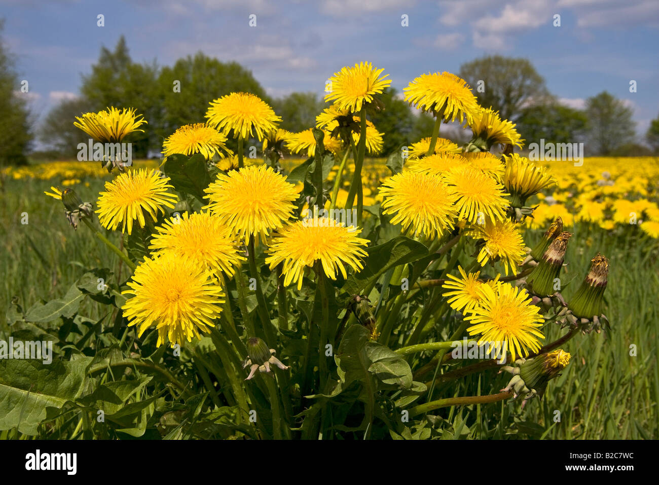 Flowering Dandelions (Taraxacum officinale), Schleswig-Holstein, Germany, Europe Stock Photo