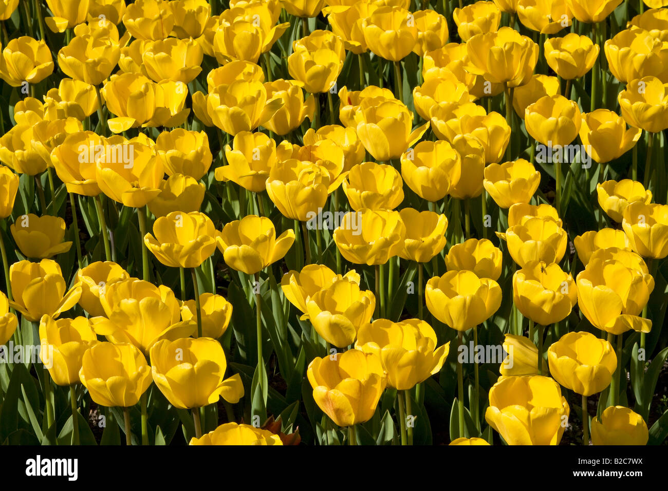 Yellow Tulips, Darwin-Hybrid-Tulips, (Tulipa cultivar), species Golden Apeldoorn Stock Photo
