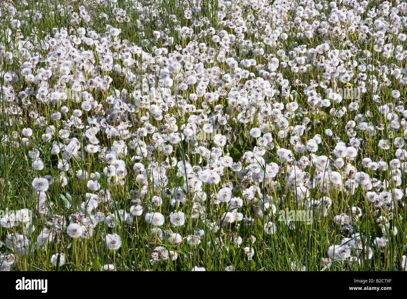 Meadow of dandelion clocks, blowballs (Taraxacum officinale), seed heads Stock Photo