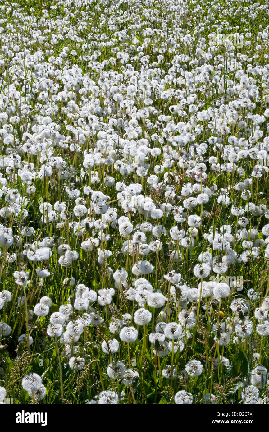 Meadow of dandelion clocks, blowballs, (Taraxacum officinale), seed heads Stock Photo