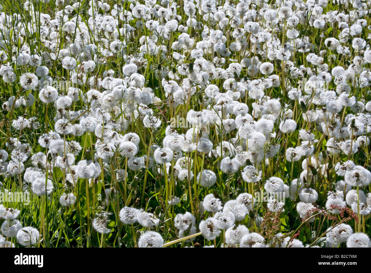 Meadow of dandelion clocks, blowballs (Taraxacum officinale), seed heads Stock Photo