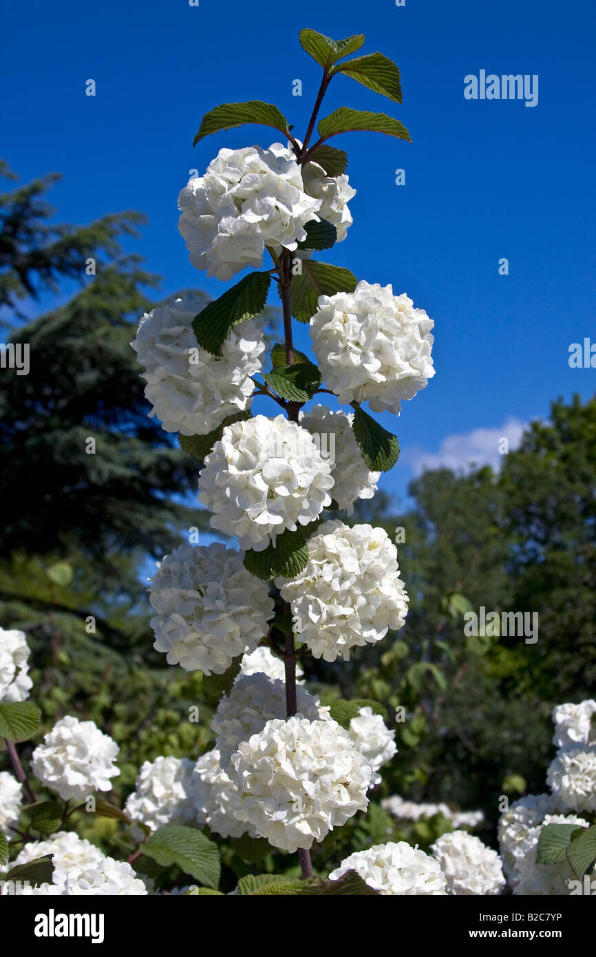 Japanese Snowball Bush (Viburnum plicatum cultivar Rotundifolium Stock ...