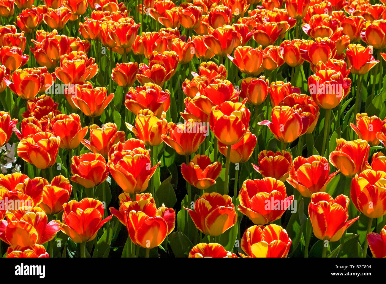 Red-yellow Tulips, Darwin Hybrid Tulip, species Banja Luka (Tulipa Banja Luka) Stock Photo