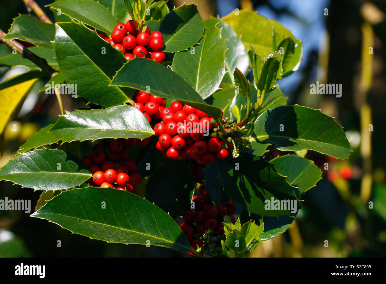 Common Holly, Cultivar Amber (Ilex aquifolium) garden type Stock Photo
