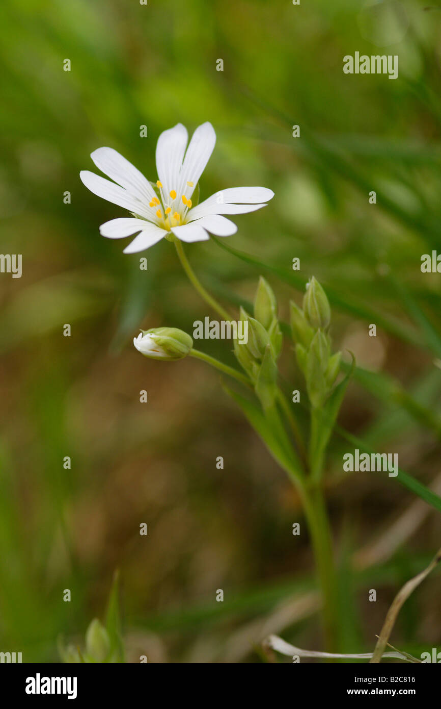 Addersmeat, Greater Stitchwort (Stellaria holostea), Lueerwald Forest ...