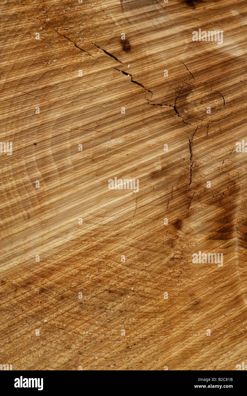 Lines and surface structure on a cross section of a Spruce (Picea) trunk, Lueerwald Forest, Sauerland, North Rhine-Westphalia Stock Photo