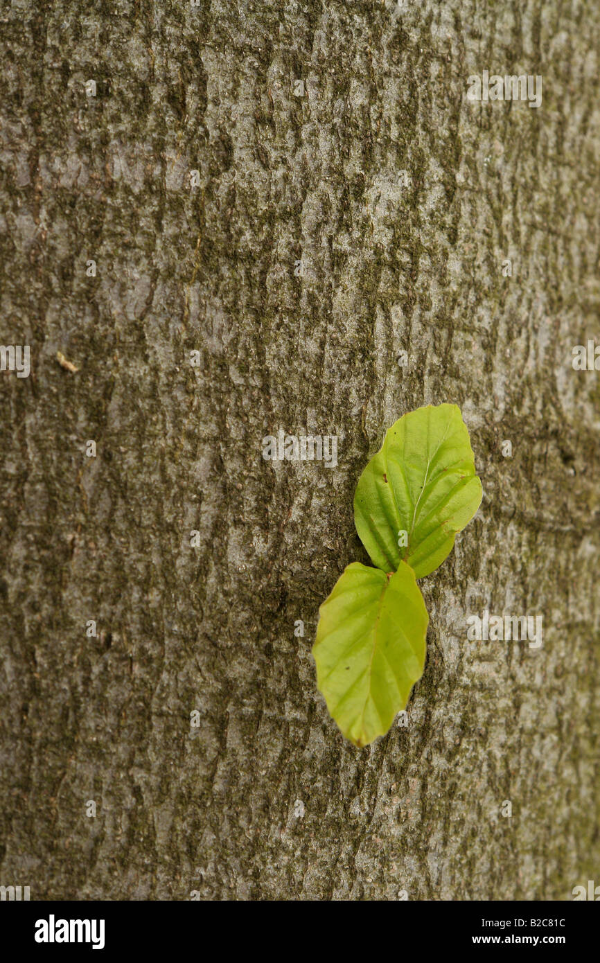 Beech (Fagus) sprouting from a tree trunk, Lueerwald Forest, Sauerland, North Rhine-Westphalia, Germany, Europe Stock Photo