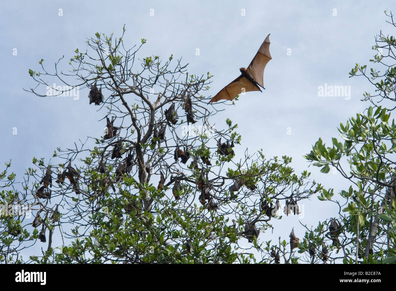A colony of Flying Foxes in Ontoloe Island. Flores - Indonesia. La ...