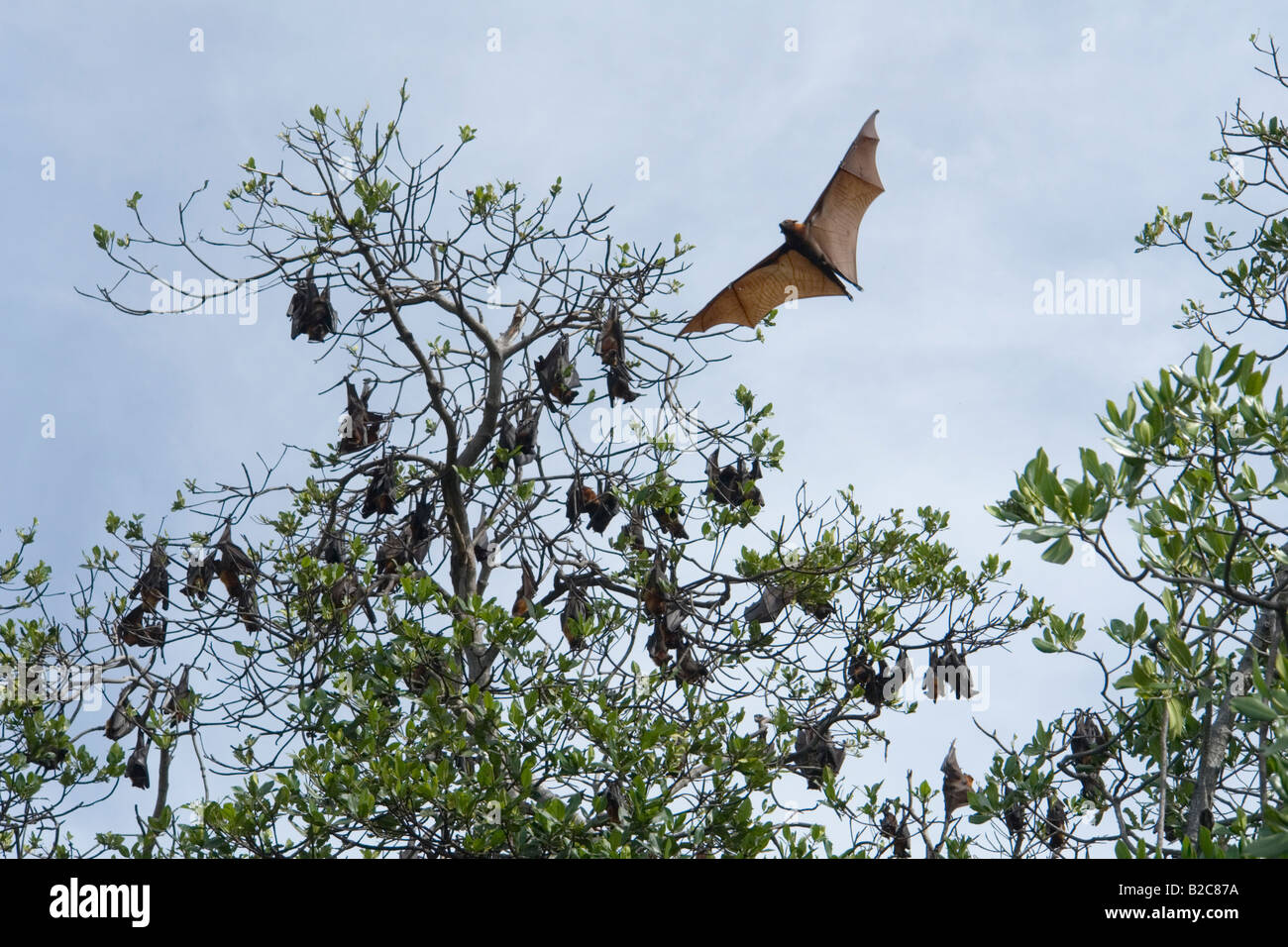 A colony of Flying Foxes in Ontoloe Island. Flores - Indonesia. La colonie de roussettes de l'île d'Ontoloe. Florès - Indonésie. Stock Photo