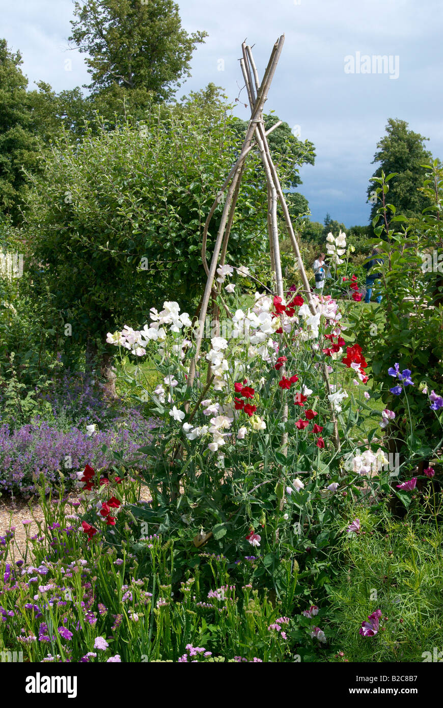 Traditional English garden with sweet peas growing on a hazel stick wigwam. Stock Photo