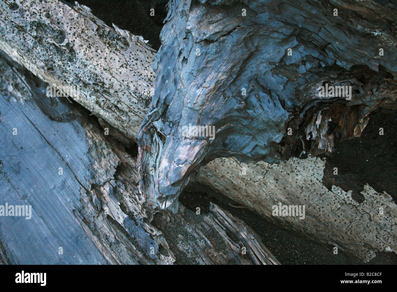 Close up of a burnt wood stumps on a beach in Castlecliff, Wanganui