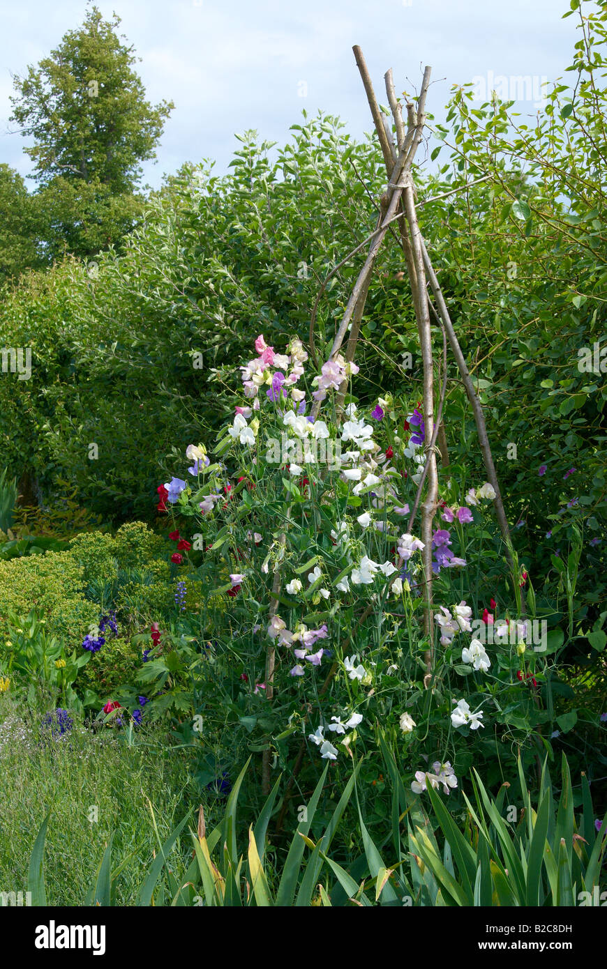 Traditional English garden with sweet peas growing on a hazel stick wigwam. Stock Photo