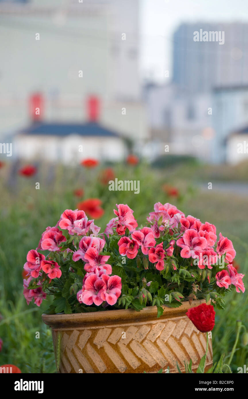 Pot of geraniums with Dungeness Nuclear Power Station in the background Stock Photo