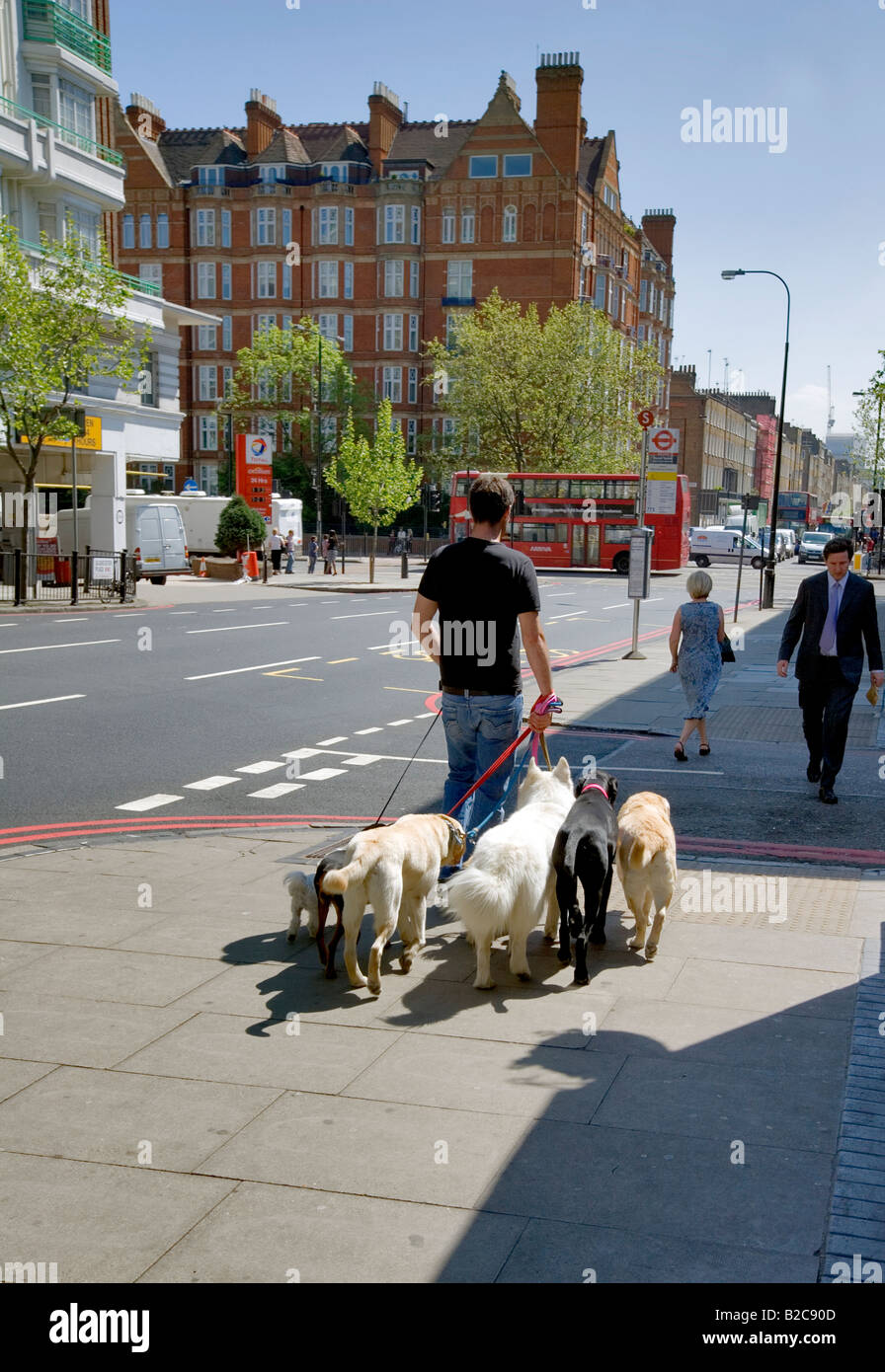 Group of dogs of different breeds hires stock photography and images