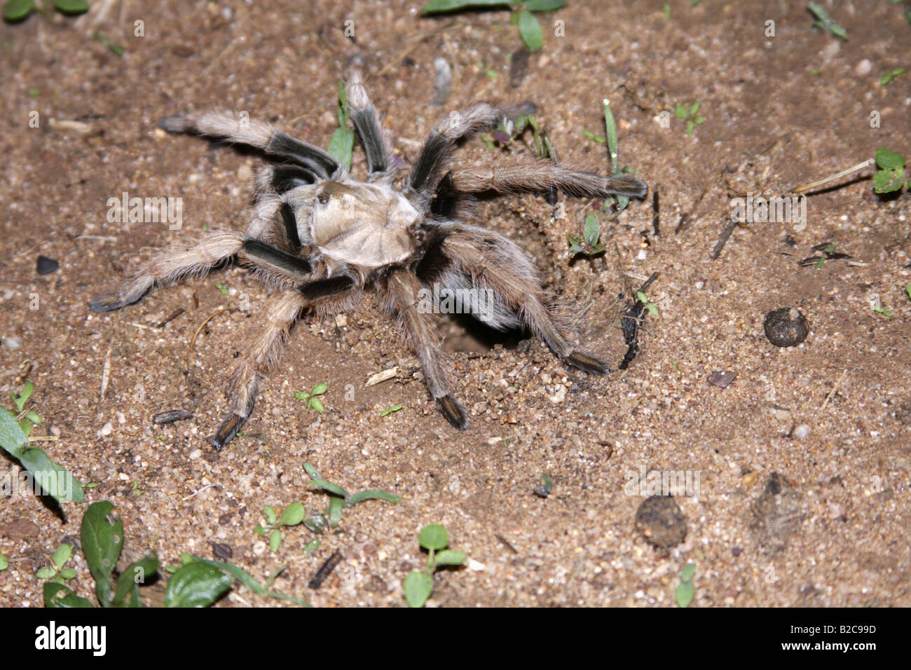 Desert or Mexican blond tarantula (Aphonopelma chalcodes), Arizona, USA