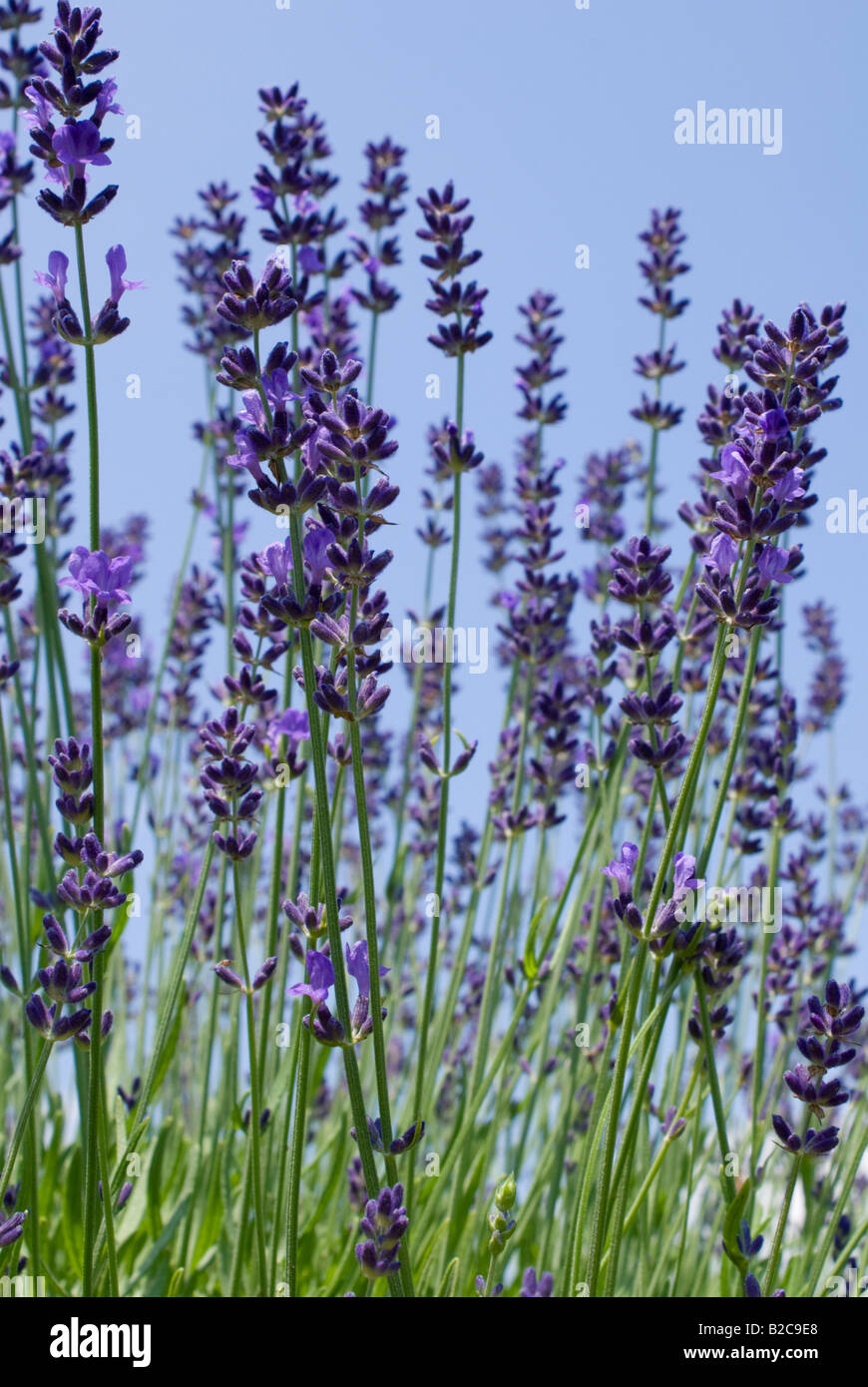 Bleu Lavande lavender farm plants Quebec Stock Photo Alamy