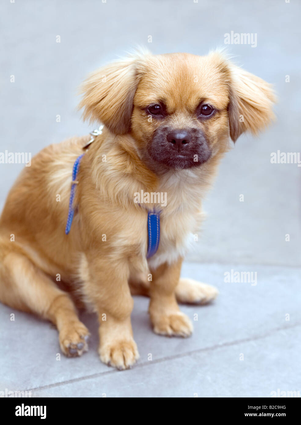 Cute Pet Dog Stock Photo