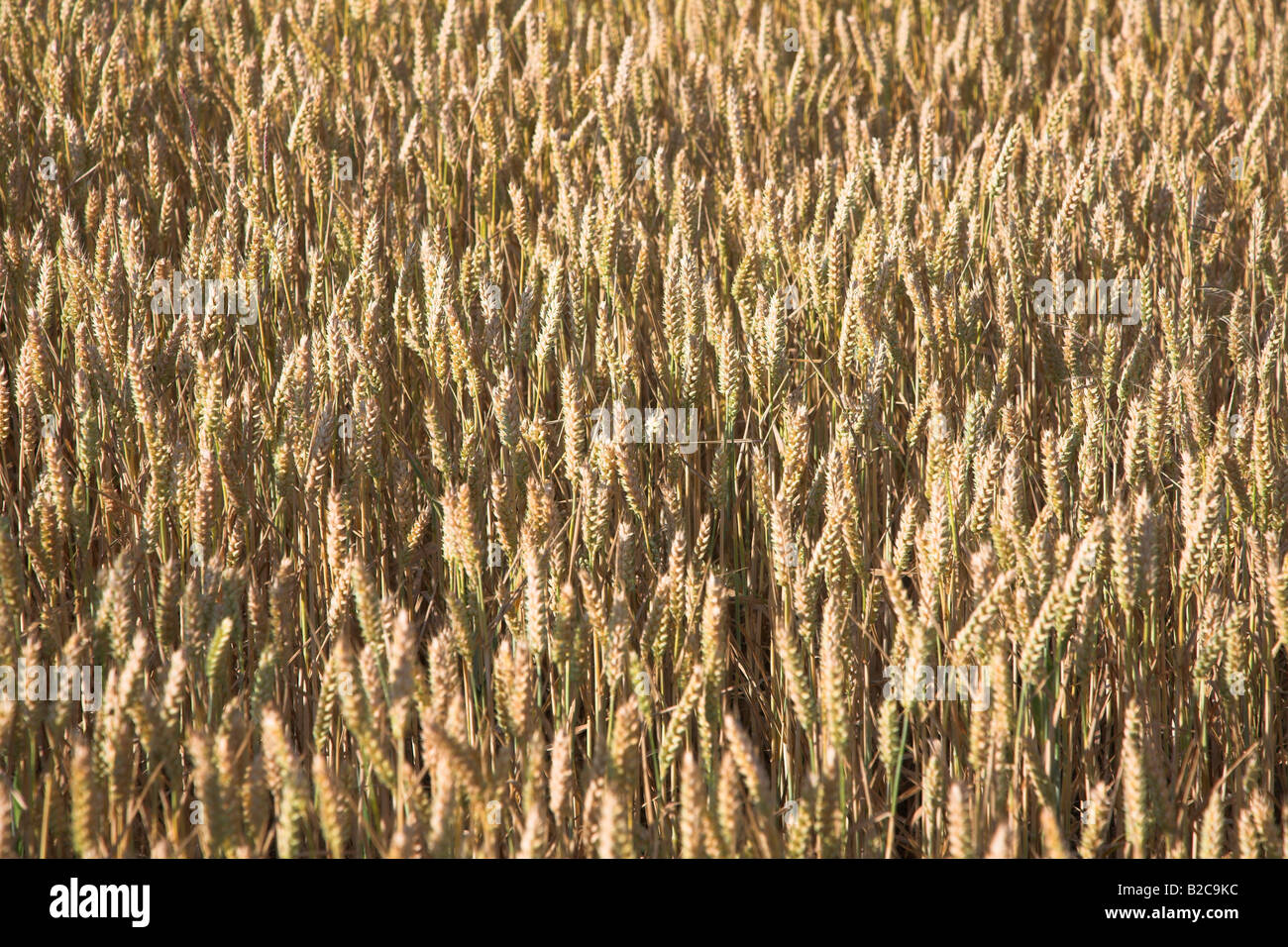 Close up wheat cereal hi-res stock photography and images - Alamy