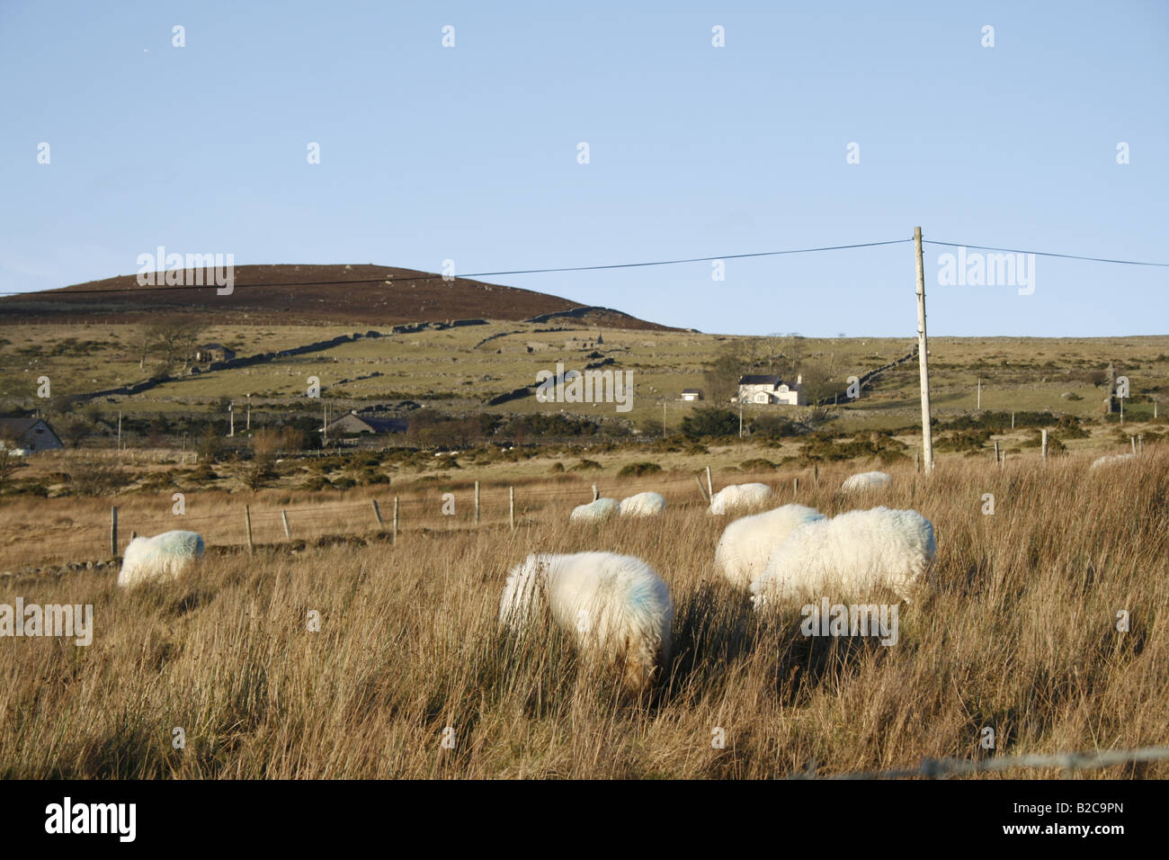 One sheep grazing in field in snowdonia hi-res stock photography and ...
