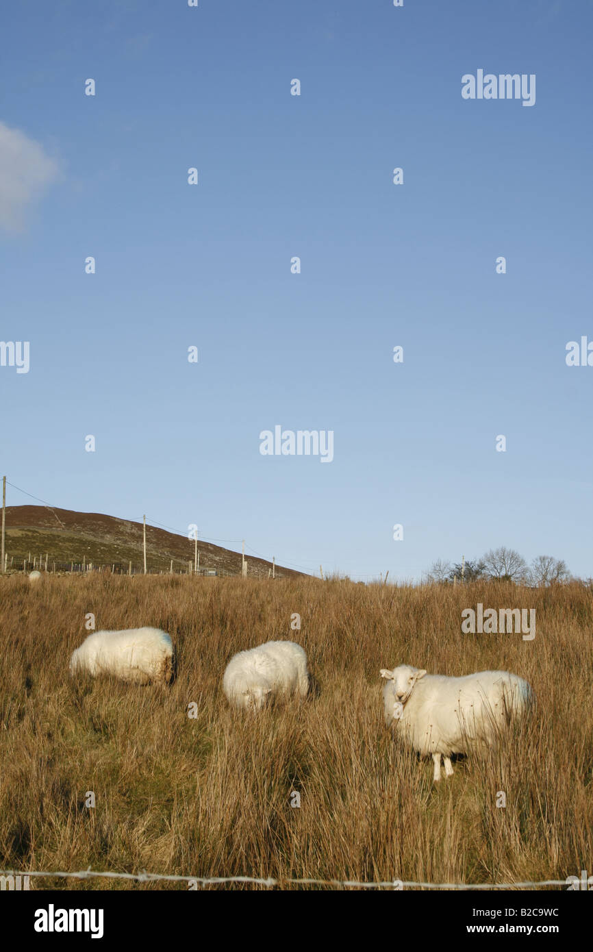 One sheep grazing in field in snowdonia hi-res stock photography and ...