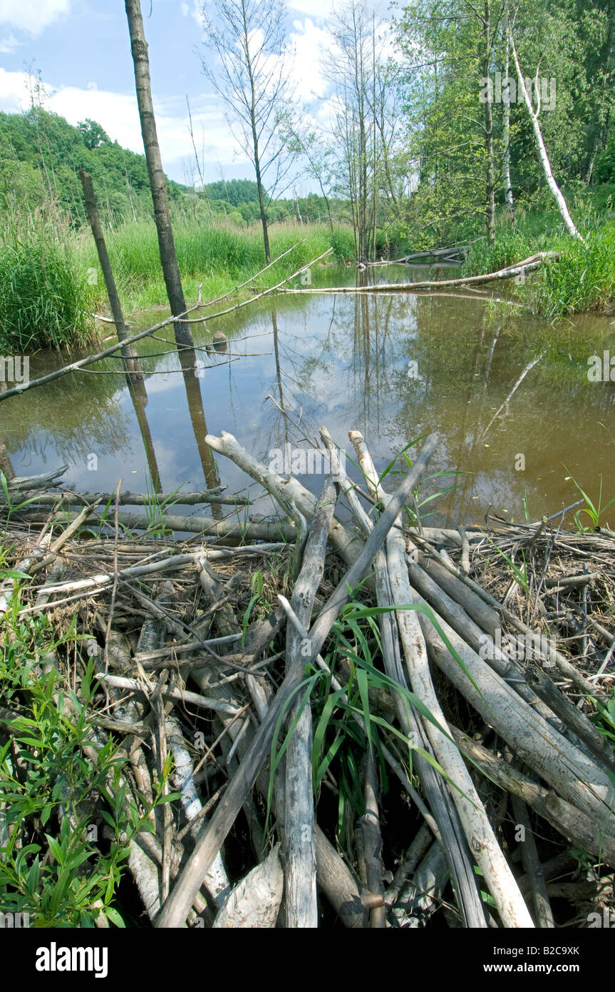 Eurasian beaver, Castor fiber, dam, West Bohemia, Czech Republic. Stock Photo