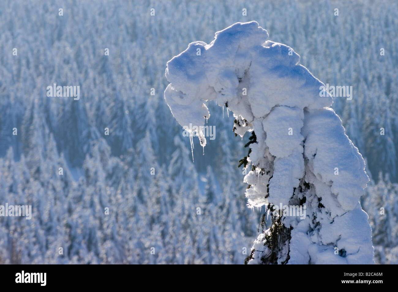 frozen winter time in the bavarian forest europe germany snow covered spruces at region named Geisskopf Bayerischer Wald Stock Photo