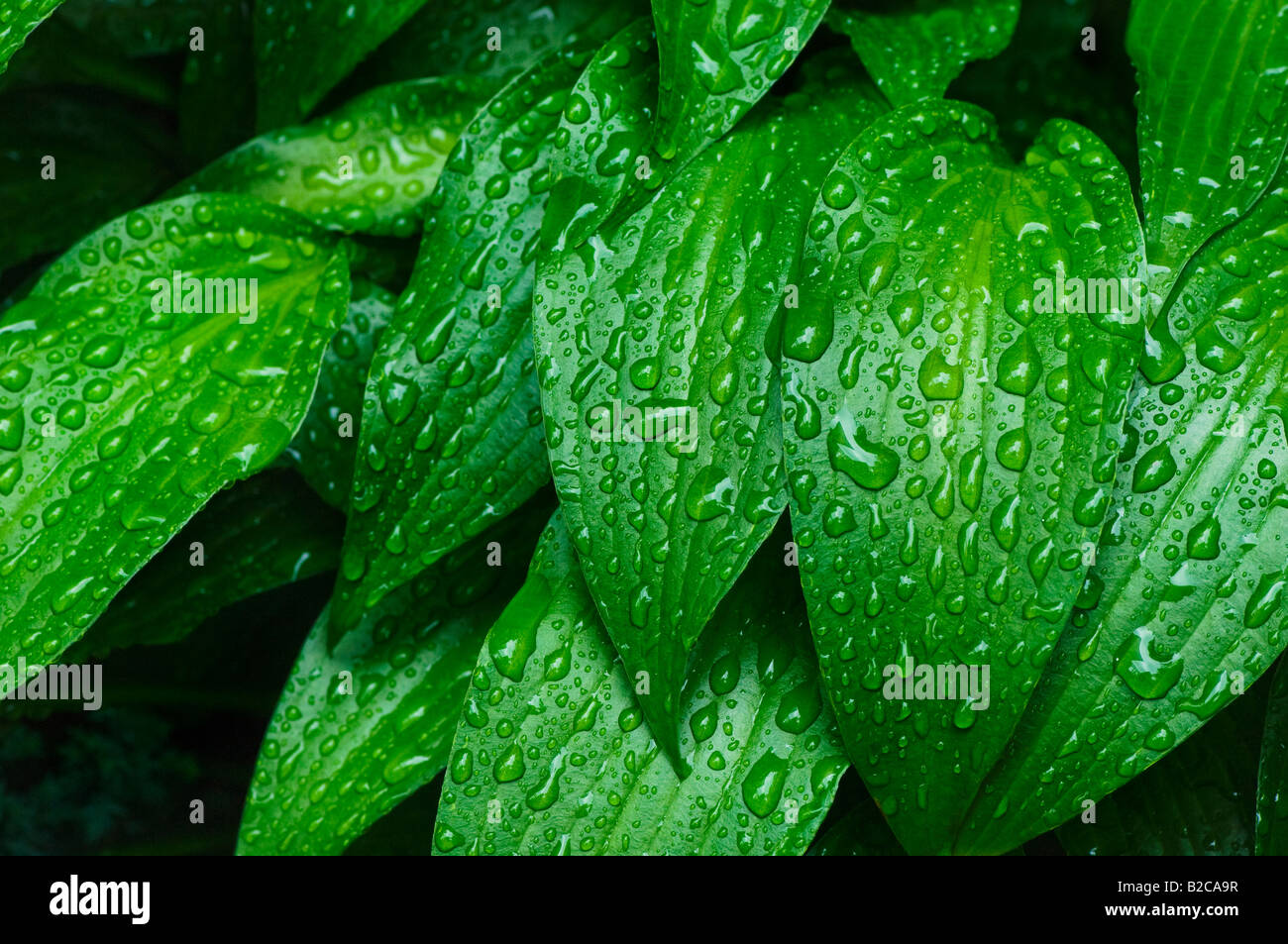 Wet rain drenched leaves close-up. Stock Photo