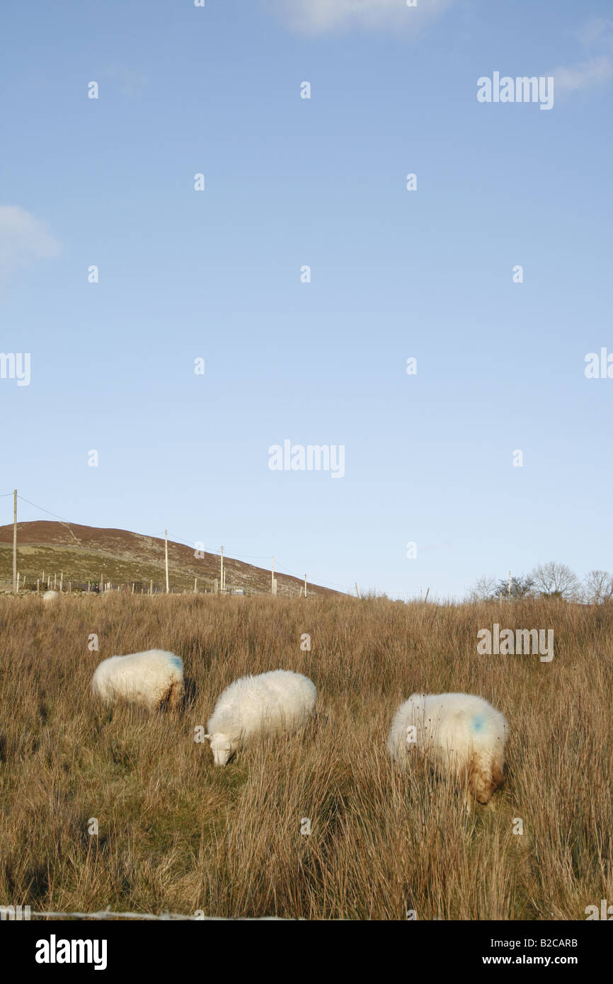One sheep grazing in field in snowdonia hi-res stock photography and ...