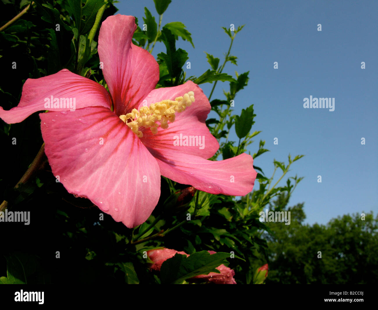 Pink Hibiscus bloom against blue sky Stock Photo - Alamy