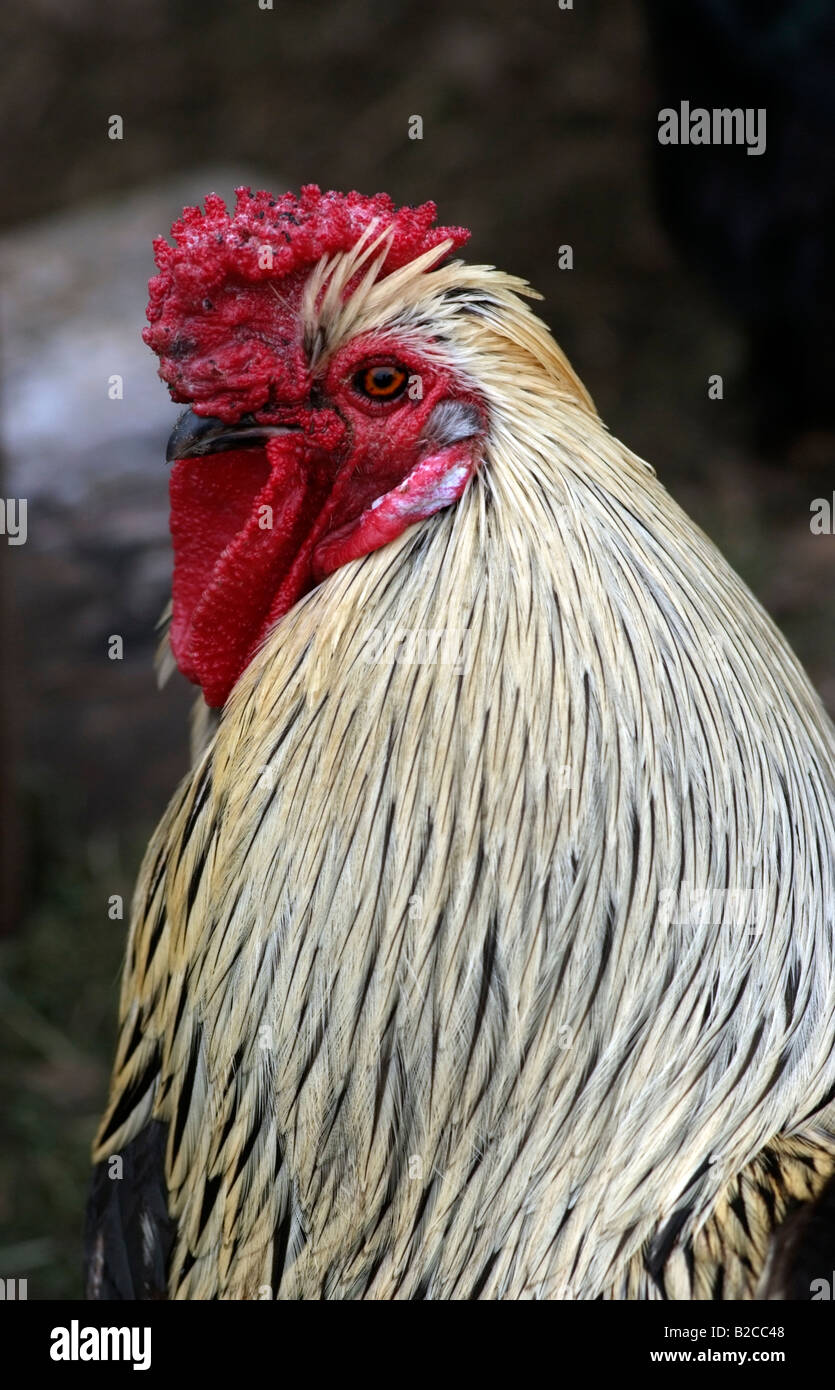 portrait of a cockerel Stock Photo