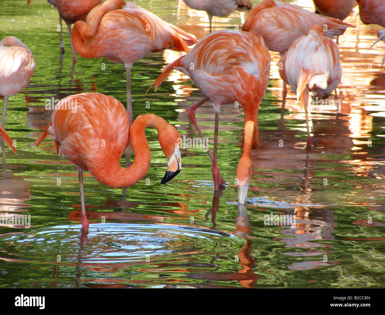 captive Caribbean or American flamingos (Phoenicopterus ruber) wading ...