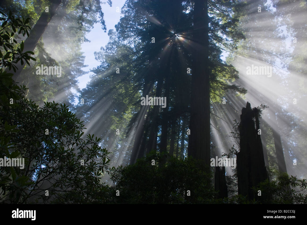 Sun rays filtering through foggy Redwood Forest. Stock Photo