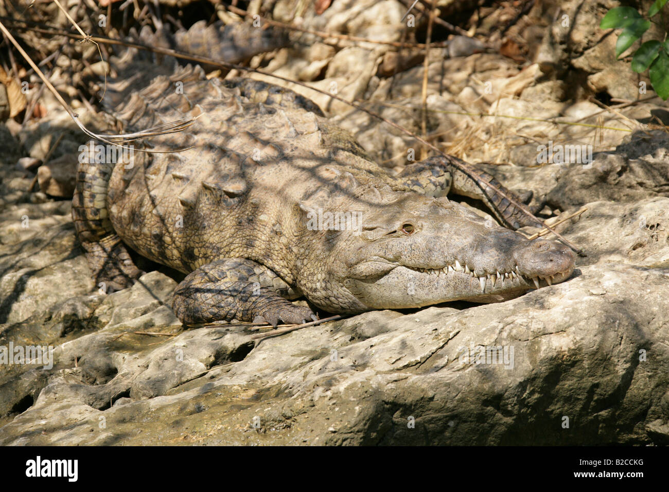 American Crocodile Crocodylus acutus, Sumidero Canyon, Grijalva River, Chiapas State, Mexico Stock Photo