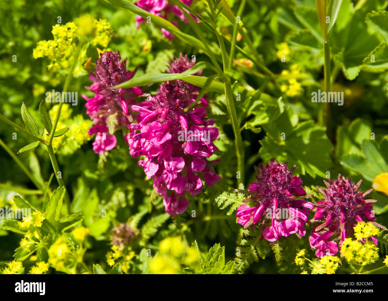 Alpine flowers, Switzerland Stock Photo Alamy