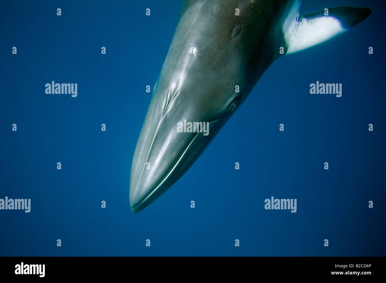 Dwarf Minke Whale Balaenoptera Acutorostrata Great Barrier Reef ...