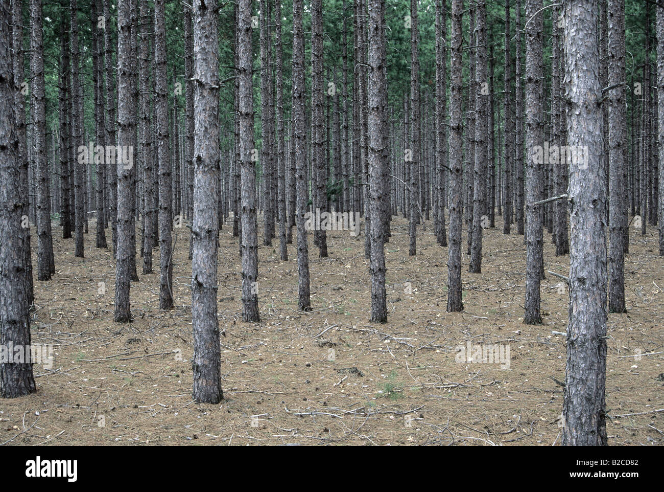 Red Pine plantation, Pinus resinosa Stock Photo