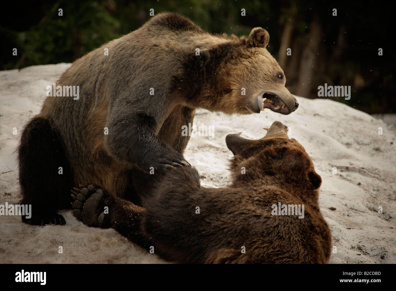 grizzly bears from Grouse Mountain's refuge in North Vancouver Stock Photo