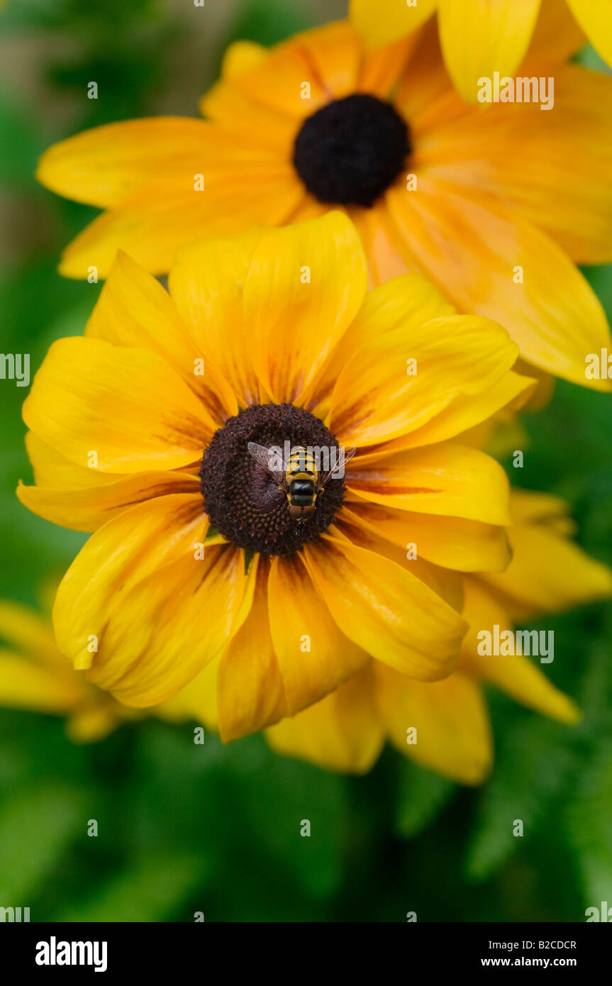 Green eyed flower bee hi-res stock photography and images - Alamy