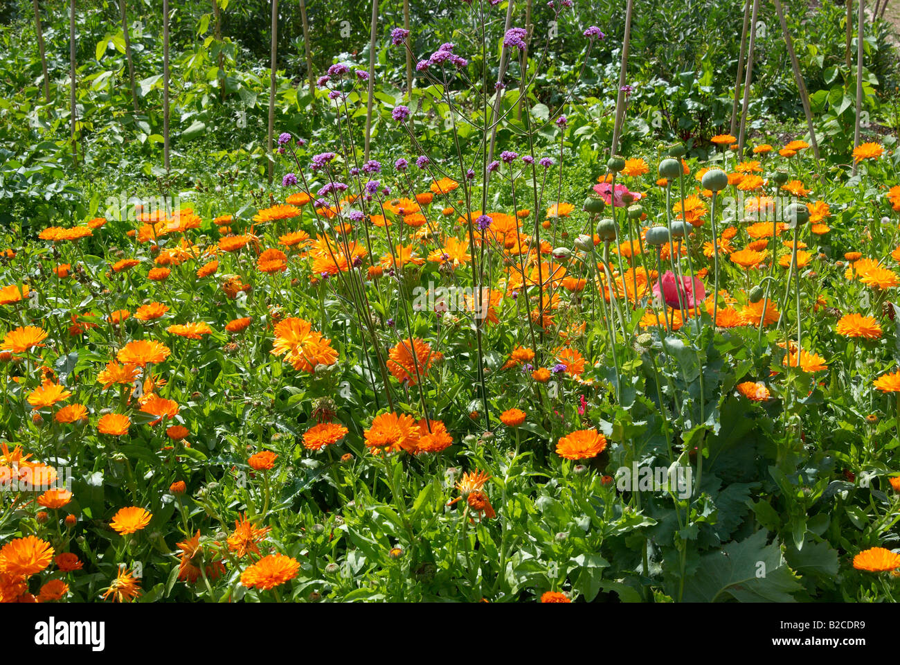 Calendula officinalis or English or pot marigold growing in the herb area of a traditional vegetable garden, Hampshire, England Stock Photo