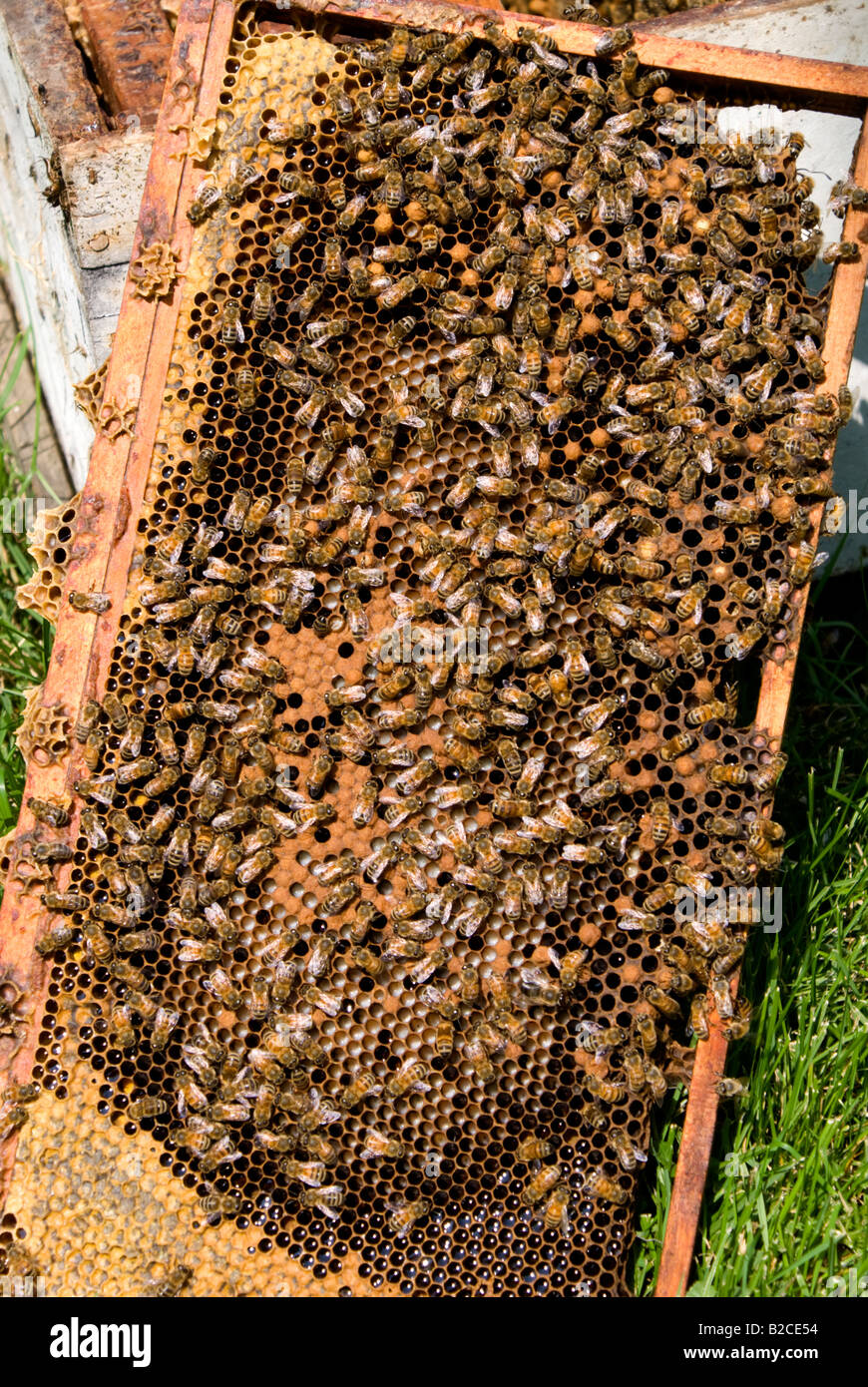 honeybees, Miellerie Lune de Miel honey farm Stock Photo