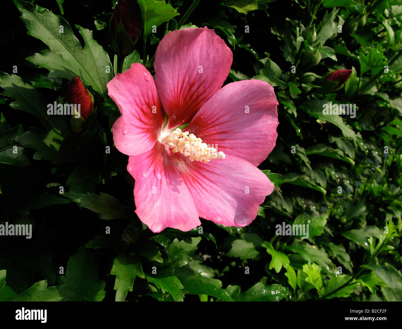 Pink Hibiscus bloom Stock Photo - Alamy