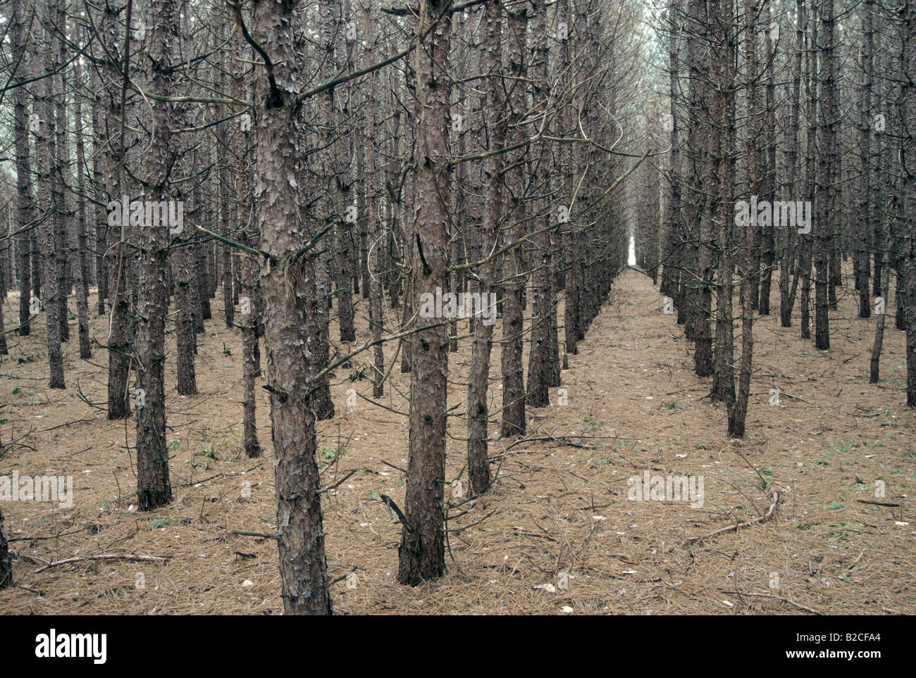 Red Pine, Pinus resinosa Stock Photo